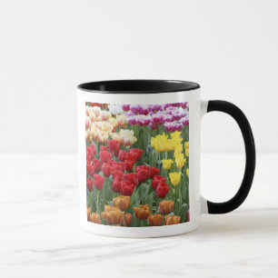 Keukenhof-Gärten, Holland, spezialisiert sich auf Tasse