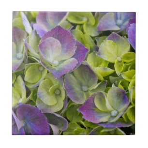 Keukenhof-Garten Hortensie Fliese
