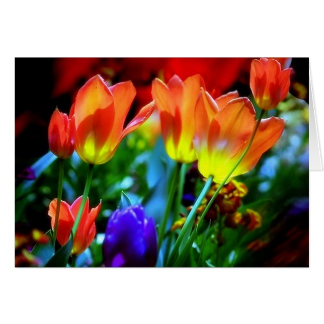 KEUKENHOF GÄRTEN, LISSE HOLLAND (Vorderseite (Horizontal))