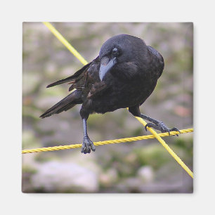 Keule an Kreuzung Magnet