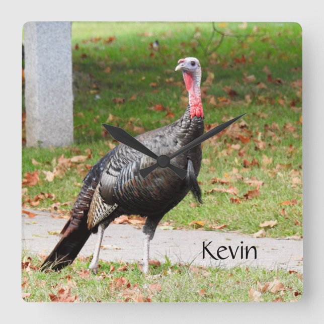 Kevin the Turkey - Old Wethersfield , CT Quadratische Wanduhr (Vorderseite)