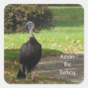 Kevin the Turkey - Old Wethersfield , CT Quadratischer Aufkleber