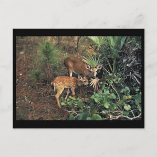 Key Deer Postkarte