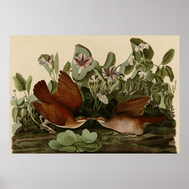 Key West Dove Poster (Vorne)
