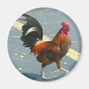 Key West-Huhn Magnet