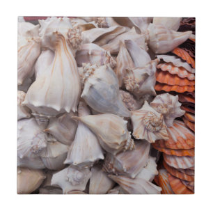 Key West, Muscheln Fliese