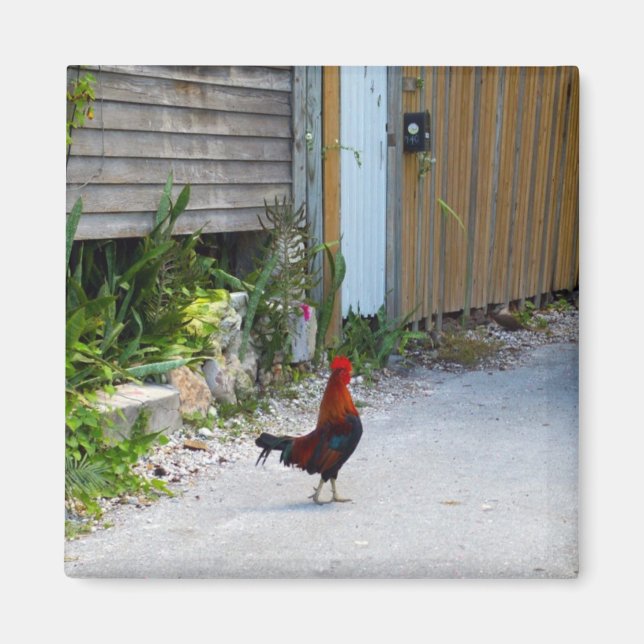 Key West Rooster Magnet (Vorne)