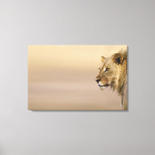 Kgalagadi Grenzpark, Nordkap Leinwanddruck