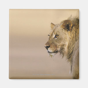 Kgalagadi Grenzpark, Nordkap Magnet