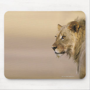 Kgalagadi Grenzpark, Nordkap Mousepad