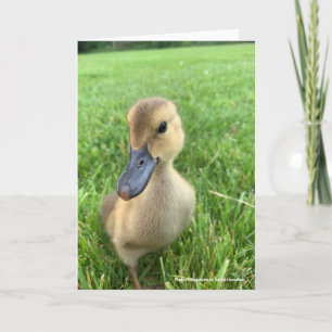 Khaki Appleyard Duckling Karte