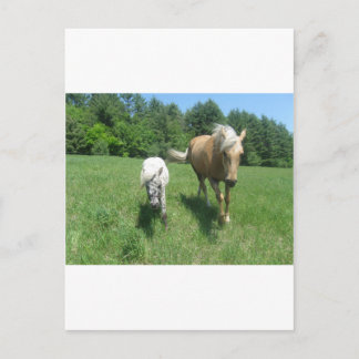Khrysta, das Morgan-Pferd und Bargeld, die Postkarte