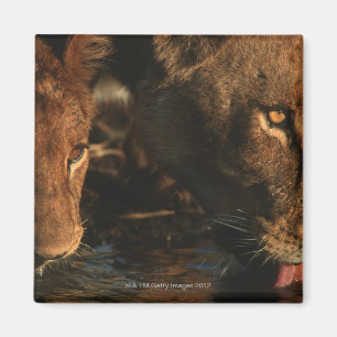 Khwai River, Moremi Wildlife Reserve, Botswana Magnet