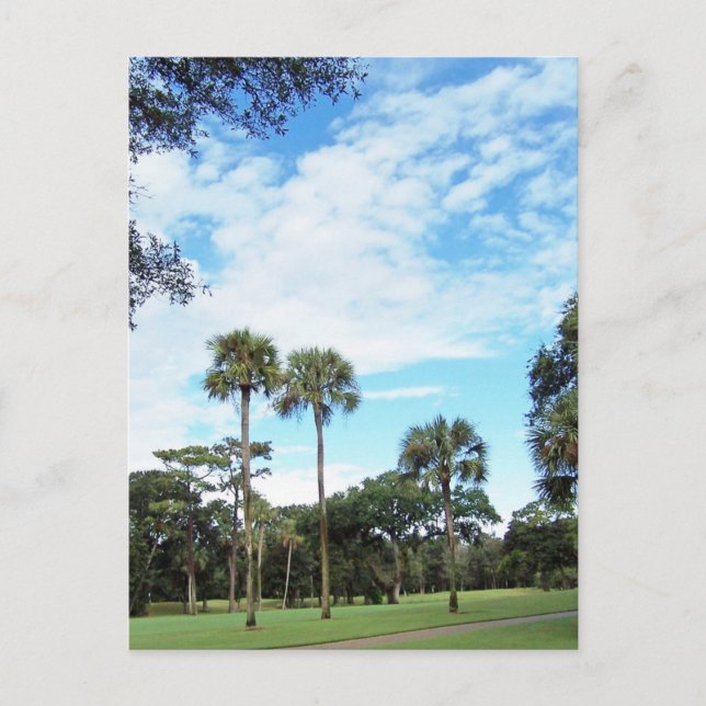 Kiawah- Islandpostkarte Postkarte (Vorderseite)