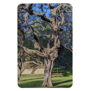 Kiawe Tree Foto Magnet