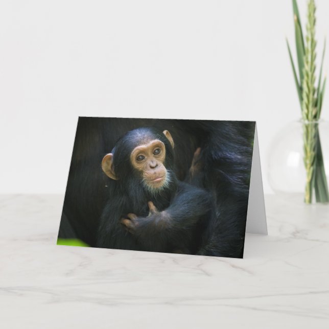 Kibale Chimpanzee Säugling Grußkarte Karte (Vorderseite)