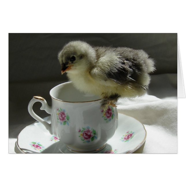 Kick on Teacup (Vorderseite (Horizontal))