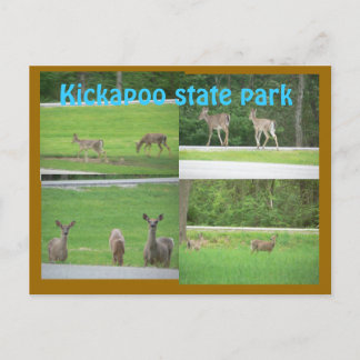 Kickapoo Deer Postkarte