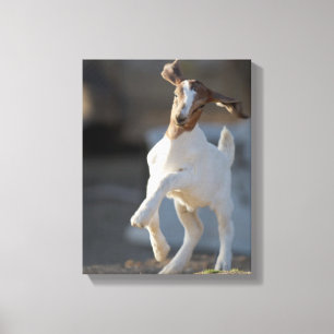 Kid Goat Playing Leinwanddruck