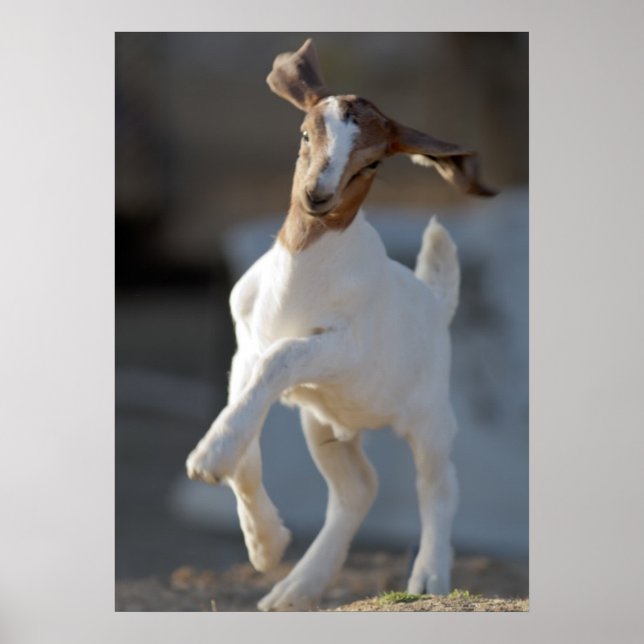 Kid Goat Playing Poster (Vorne)