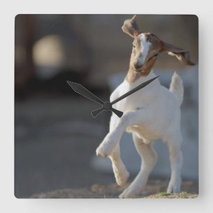 Kid Goat Playing Quadratische Wanduhr