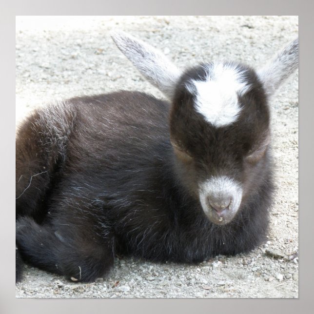 Kid Goat Poster (Vorne)