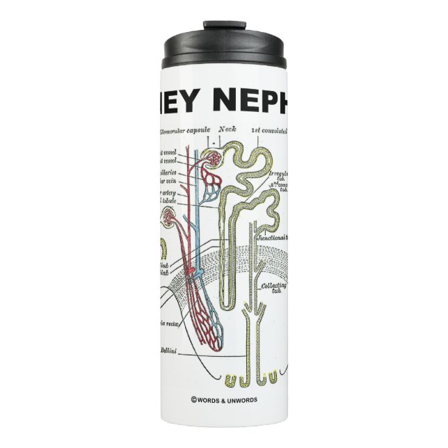 Kidney Nephron Gray's Anatomy-Lehrbuch Thermosbecher (Vorderseite)