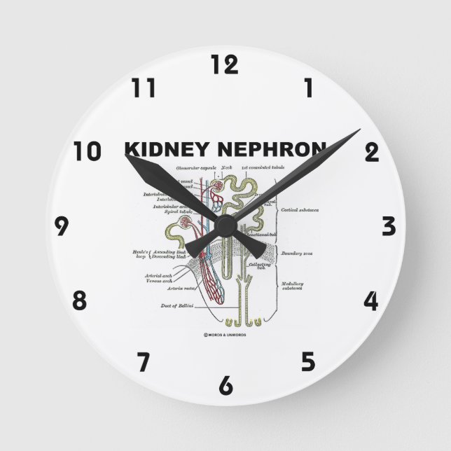 Kidney Nephron Gray's Anatomy Textbook  Runde Wanduhr (Vorderseite)