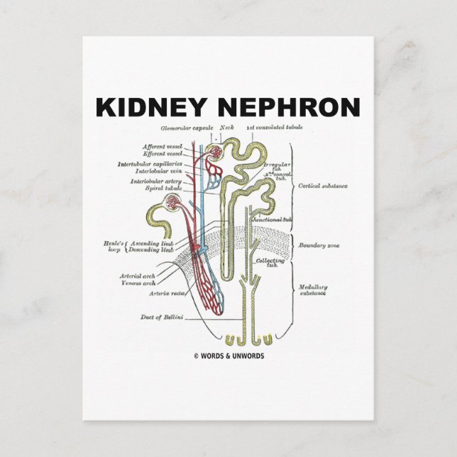Kidney Nephron Postkarte (Vorderseite)
