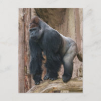 Kidogo the Silverback Strike a Pose on a Log