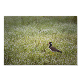 Kiebitz auf dem Gras Fotodruck