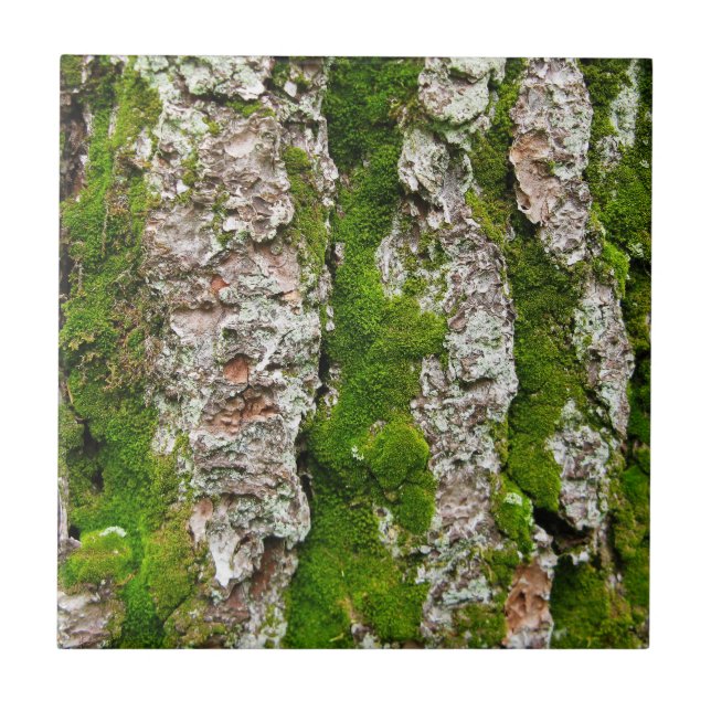 Kiefer-Barke mit Moos Fliese (Vorderseite)