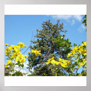 Kiefer, Himmel und Sonnenblumen Poster