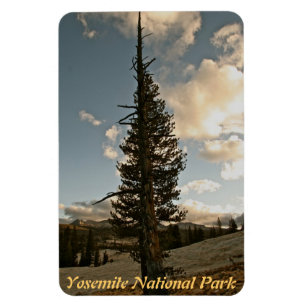 KIEFER IN YOSEMITE NATIONALPARK MAGNET