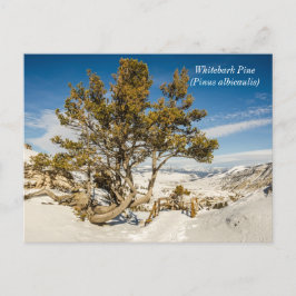 Kiefer (Pinus albicaulis) - Gelbstein Postkarte