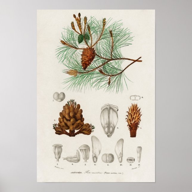 Kiefer (Pinus maritima) Poster (Vorne)