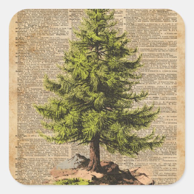Kiefer, Zedernbaum, Weihnachtsbaumwörterbuch Kunst Quadratischer Aufkleber (Vorderseite)
