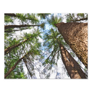 Kiefern-Bäume zum Himmel Fotodruck