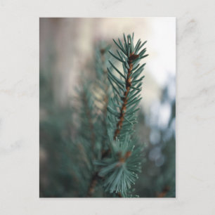 Kiefern Postkarte