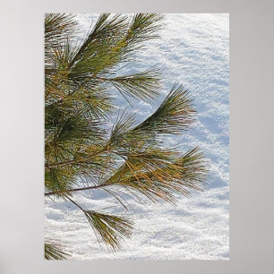 Kiefern und Schnee in Ottawa. Jetzt kaufen Poster