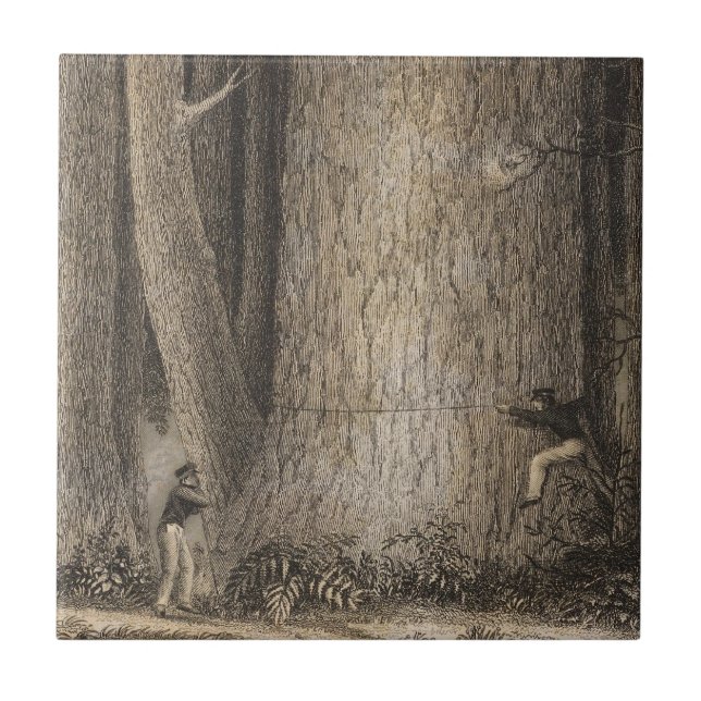 Kiefern-Wald, Oregon Fliese (Vorderseite)