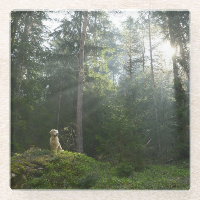 Kiefern-Waldland des golden retriever-Hund| Glasuntersetzer (Vorderseite)