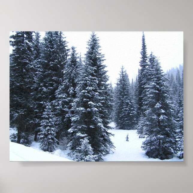 Kiefernbäume im Winter Poster (Vorne)
