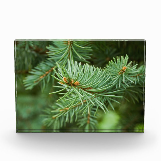 Kiefernbaumnähe Fotoblock (Vorderseite)