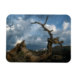 Kiefernfisch, Zackenbarsch, Zerrer des Mondes Magnet