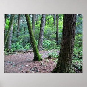 Kiefernkiefern Poster