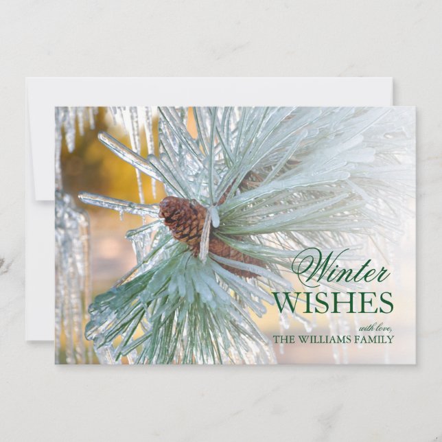 Kiefernnadeln, in Eis eingeschlossen (Vorderseite)