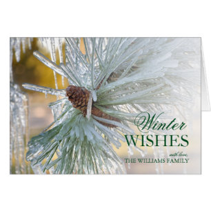 Kiefernnadeln, in Eis eingeschlossen