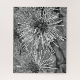 Kiefernnadeln mit Frostbedeckung in Schwarz und We