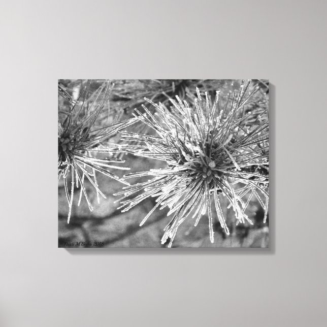 Kiefernnadeln mit Frostbedeckung Leinwanddruck (Vorderseite)